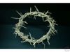 Crown of Thorns