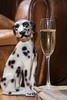 Animal Champagne