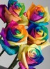 Rainbow coloured flowers