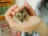 Hamster baby