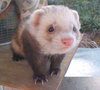 Ferret baby