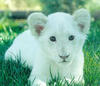 a baby white lion