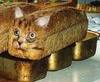 kitty bread