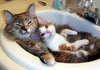 Rub-a-dub-dub, two pets in a tub