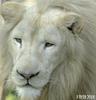 WHITE LION