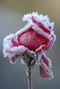 A winter's rose