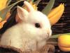 a cute bunny for u ...