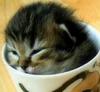 Kitty Cup