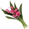 Pink Calla Lilly