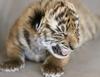 Tiger Cub