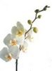 Orquidea Phalaenopsis Blanca