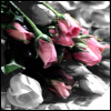 ✿Pink and white roses✿
