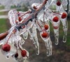 Frozen Cherry