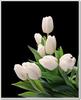 white tulips for u 