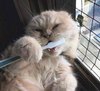 Kitty Toothbrush (Fish Flavor)