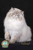 Himalayan Link Cat