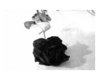 a black rose