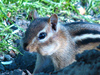 Chipmunk