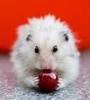 Hamster w/apple