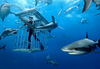 Dives with sharks
