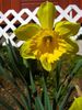 Sunny Daffodil!