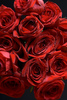 red roses