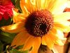 Sunflower to brighten your day 