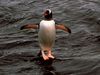 Pingouin Walk on Sea it's cool