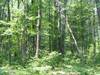 Get lost in the woods