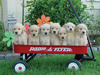 goldern Retriever puppies