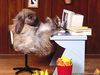 rabbit at work