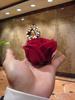 Cupcake sized rose.