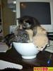 bowl of kitty