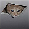 Ceiling Cat is watching you...