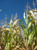 Trip To A Corn Maze