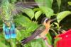 Costa Rica Humming Birds