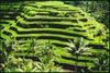 trip to rice terraces for you