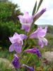 Spring lilac Gladiolus