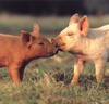 piggy kiss!