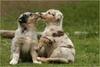 Kissing puppies