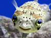 A Smiling Fishy Friend ^-^