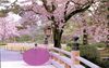Japanese Cherry Blossom Trip