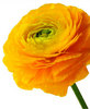Ranuculus-You are attractive