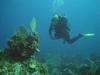 Coral Reef divin in Australia