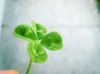 Lucky 4 Leaf Clover