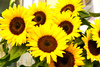 a bunch of sunflowers