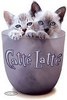 Catte Latte