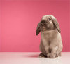Easter rabbit:)