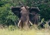 African Bull Elephant