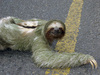 pet sloth